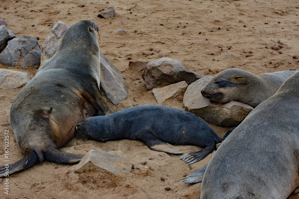 Fototapeta premium Namibia cape cross seal colony