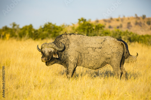 the wildlife of Savuti Marsh