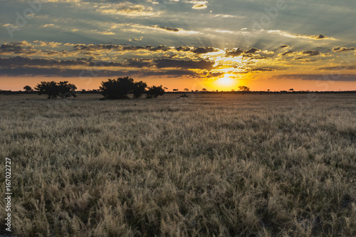 the landscape of Savuti Marsh photo