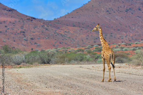 Namibia Damaraland giraffe