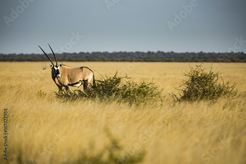 the wildlife of Central Kalahari Game Reserve