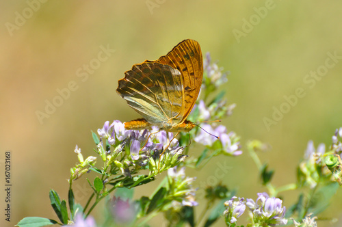 Argynnis paphia, Silver Washed Fritillary butterfly on flowers.  Butterfly collecting nectar on flowers in the garden. © Ivan