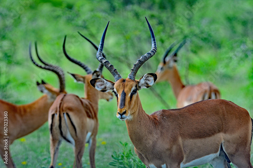 Namibia Etosha national park black faced impala herd