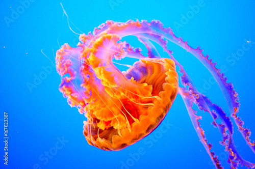 Fotografia, Obraz orange jellyfish