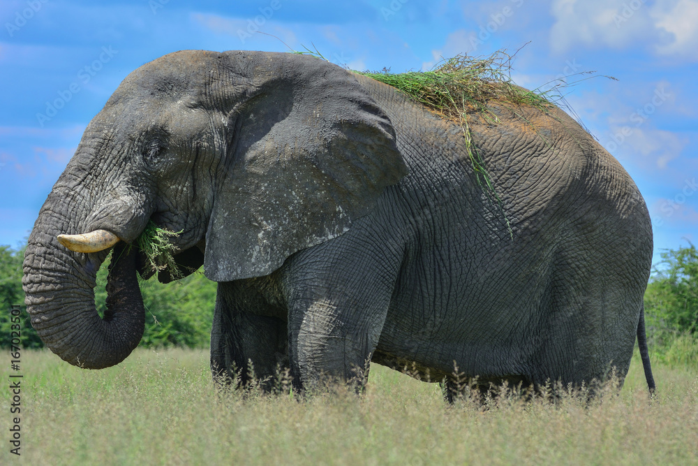 Fototapeta premium Namibia Etosha national park elephant