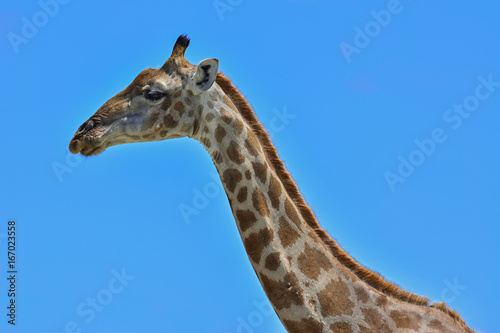 Namibia Etosha national park giraffe © LUC KOHNEN