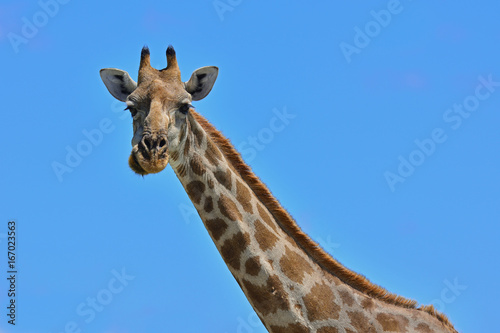 Namibia Etosha national park giraffe