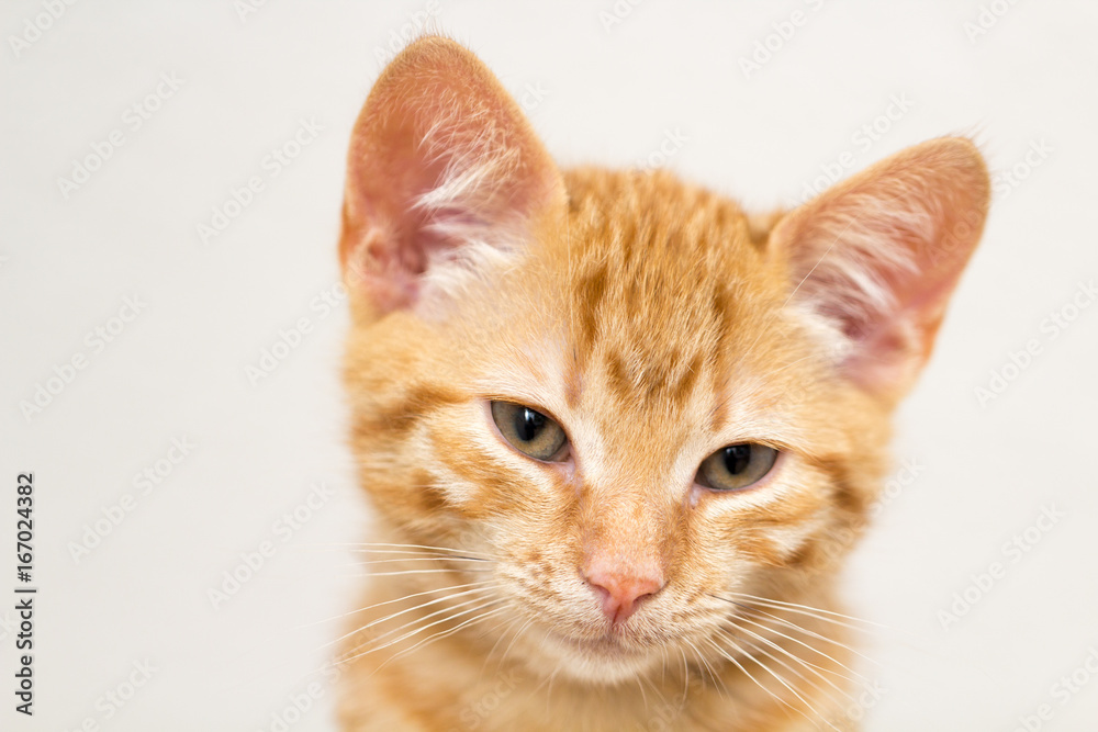 portrait of a little red kitten
