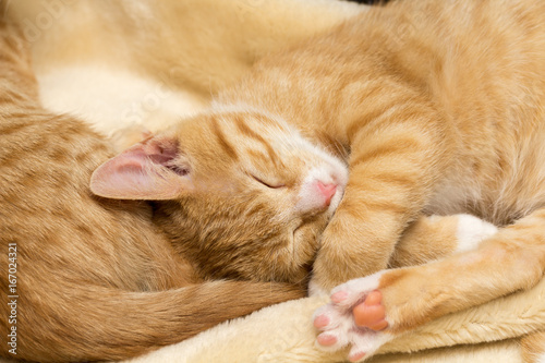 two cute sleeping kittens
