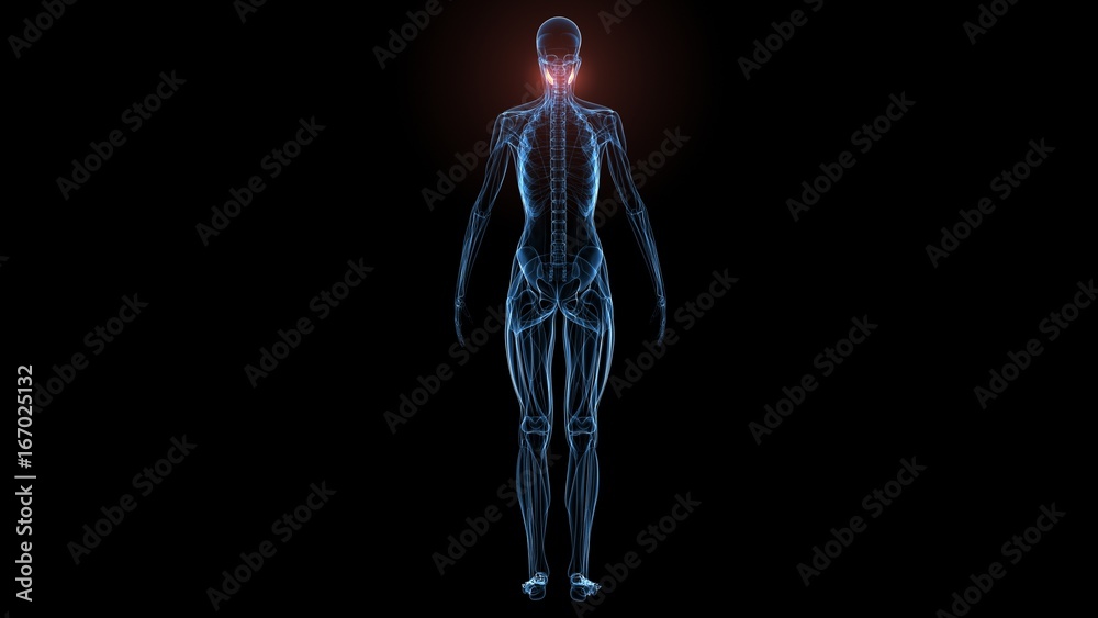 3D render illustration of the dilator naris