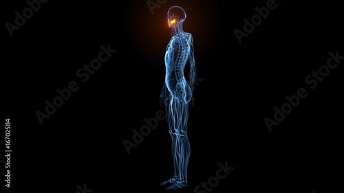 Tableau sur toile medical illustration of the buccinator on dark background