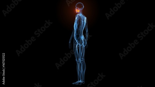 medical illustration of the buccinator on dark background
