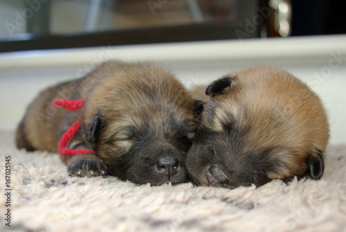 Sleeping Eurasier puppies