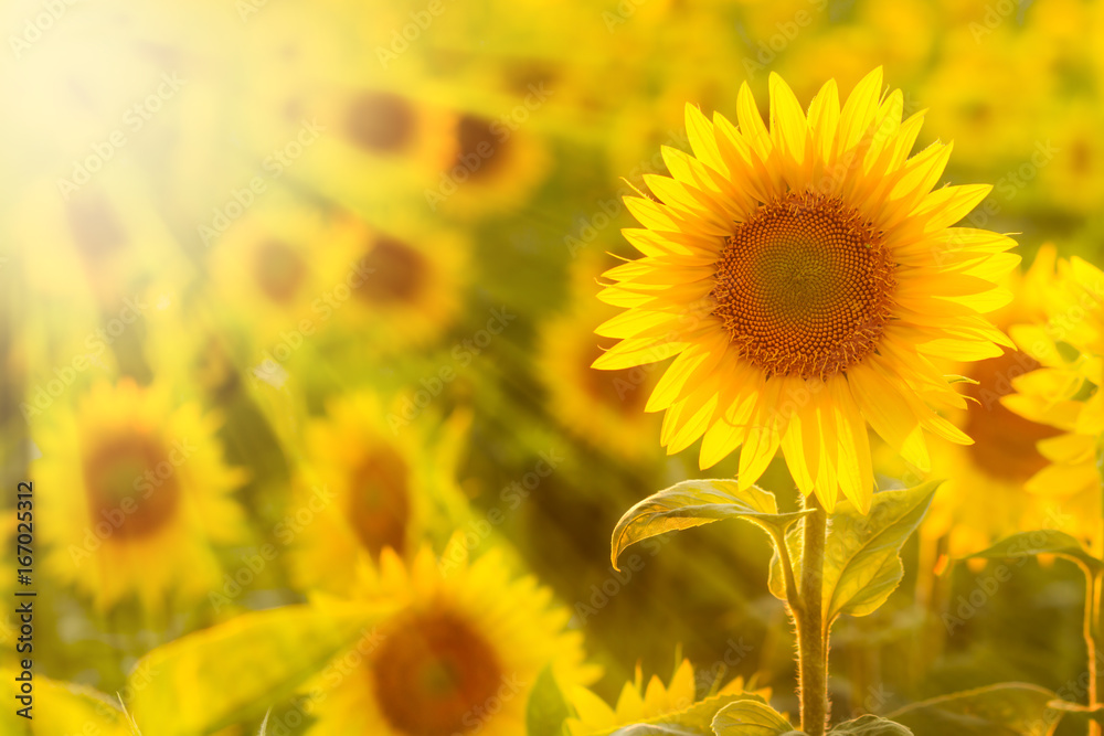 Amazing beauty of sunlight beams on sunflower petals. Beautiful view on field of sunflowers at sunset Amazing beauty of sunlight beams on sunflower petals. Beautiful view on field of sunflowers at sunset