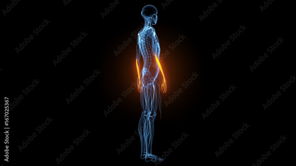 3d illustration of human body muscle anatomy(Medical muscle )