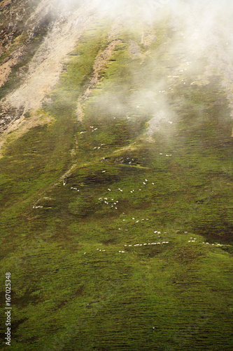 Schafsherde beim Abtrieb