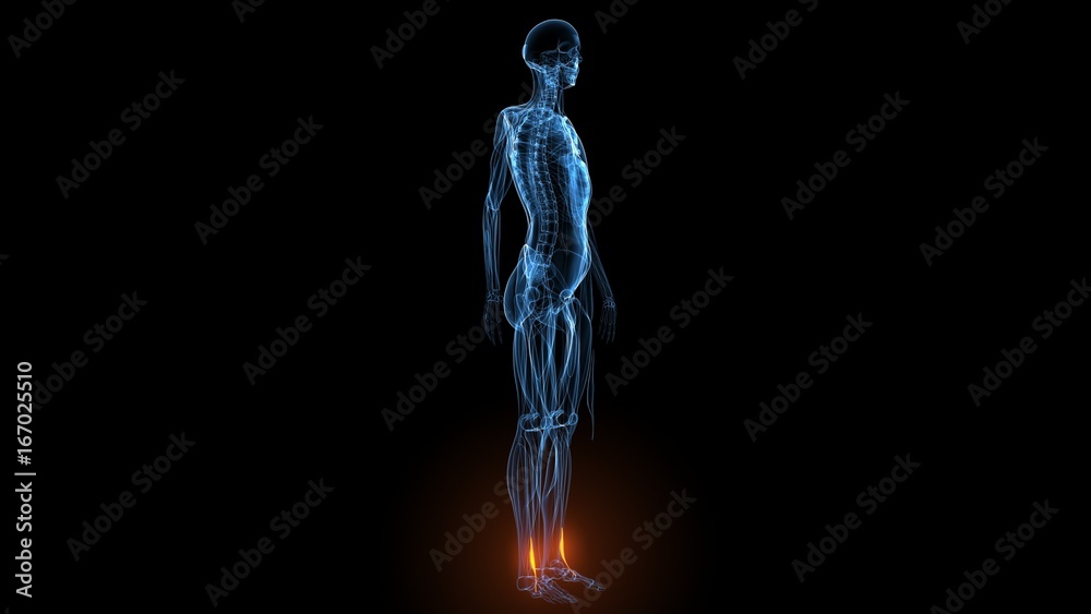 3d illustration of human body muscle anatomy(Medical muscle ) 3d illustration of human body muscle anatomy(Medical muscle )