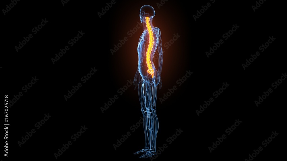 3d illustration of human body muscle anatomy(Medical muscle ) 3d illustration of human body muscle anatomy(Medical muscle )