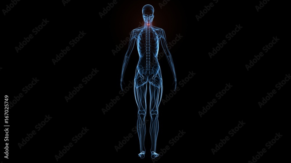 3d illustration of human body muscle anatomy(Medical muscle ) 3d illustration of human body muscle anatomy(Medical muscle )