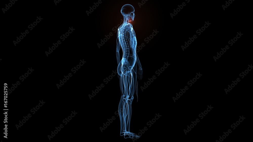 3d illustration of human body muscle anatomy(Medical muscle ) 3d illustration of human body muscle anatomy(Medical muscle )