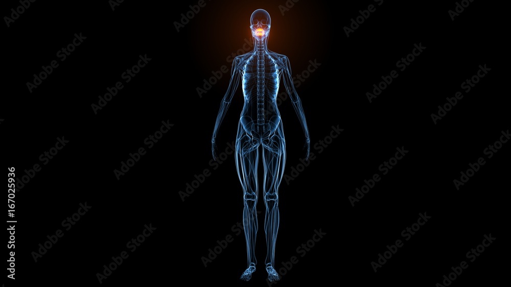 3d illustration of human body muscle anatomy(Medical muscle ) 3d illustration of human body muscle anatomy(Medical muscle )