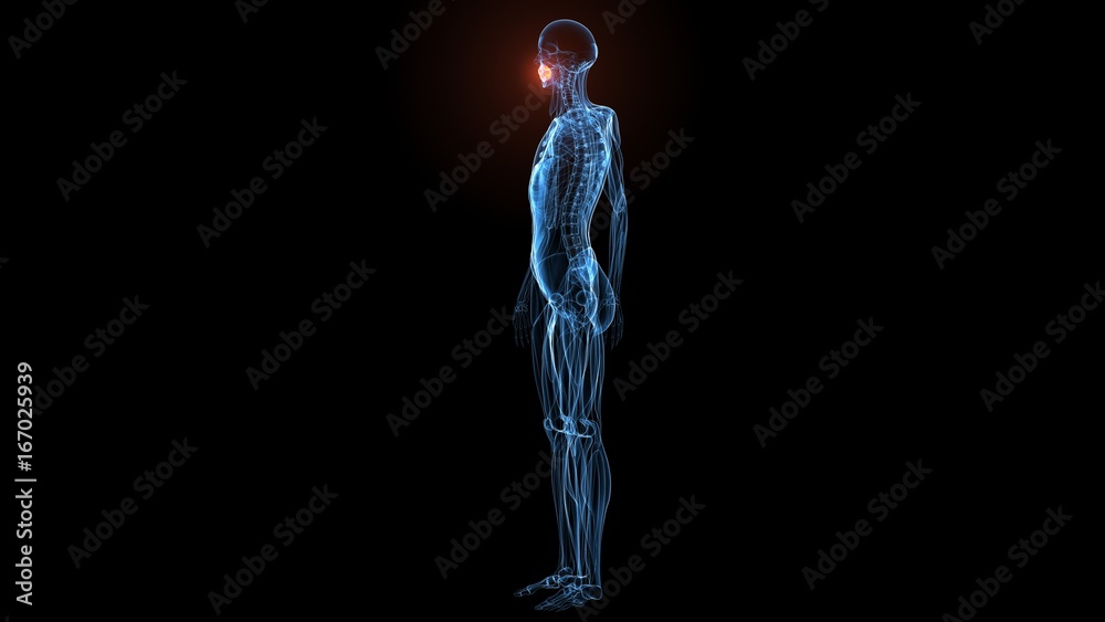 3d illustration of human body muscle anatomy(Medical muscle ) 3d illustration of human body muscle anatomy(Medical muscle )