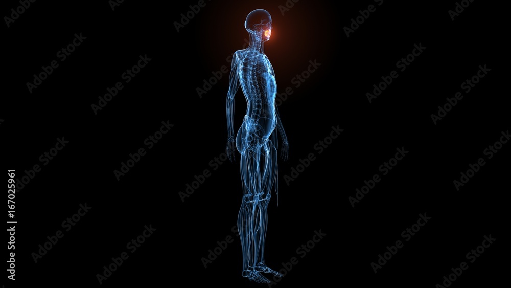 3d illustration of human body muscle anatomy(Medical muscle ) 3d illustration of human body muscle anatomy(Medical muscle )