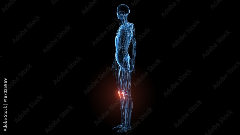 3d illustration of human body muscle anatomy(Medical muscle ) 3d illustration of human body muscle anatomy(Medical muscle )