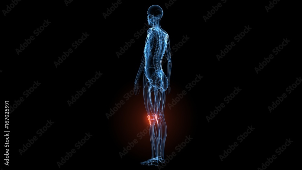 3d illustration of human body muscle anatomy(Medical muscle ) 3d illustration of human body muscle anatomy(Medical muscle )