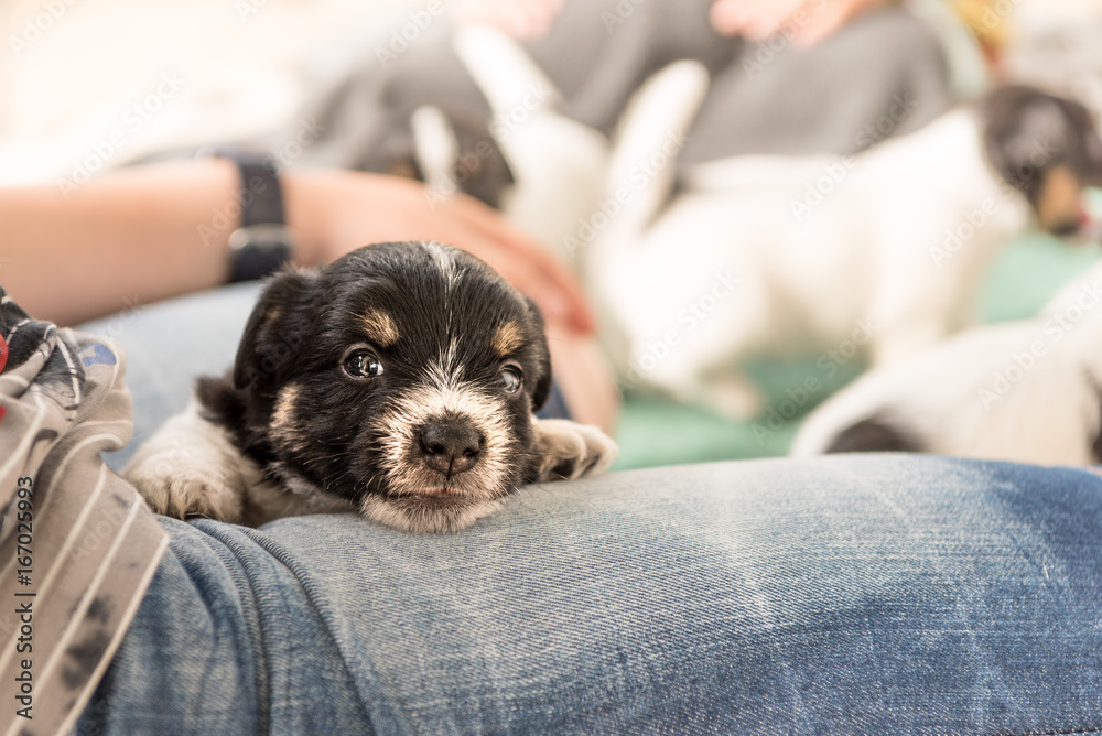 cute dog puppy - 4 weeks old - - jack russell terrier cute dog puppy - 4 weeks old - - jack russell terrier