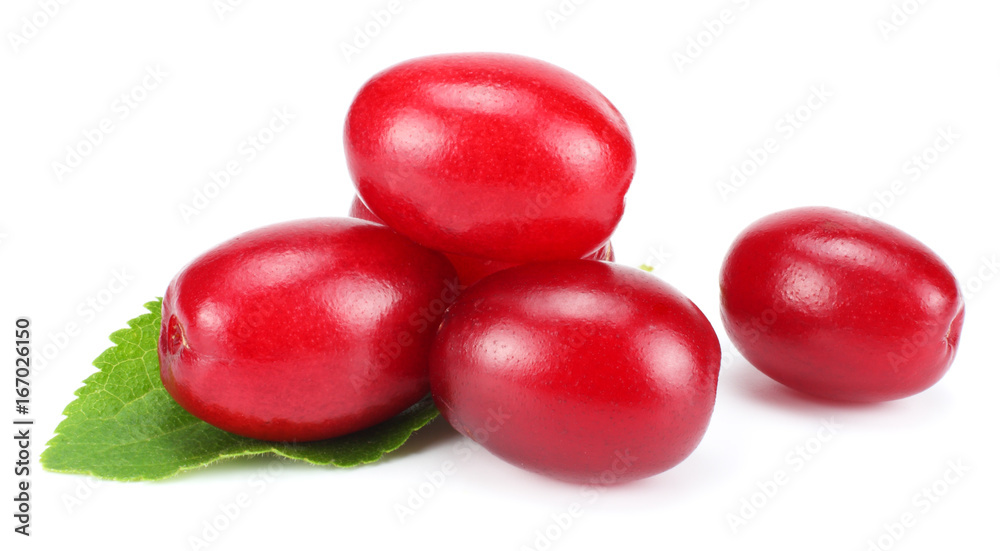 dogwood berries isolated on white background dogwood berries isolated on white background