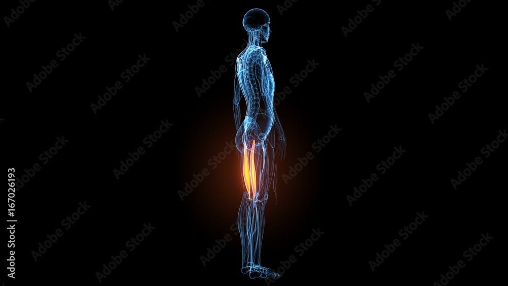 3d illustration of human body muscle anatomy(Medical muscle ) 3d illustration of human body muscle anatomy(Medical muscle )