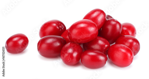 dogwood berries isolated on white background