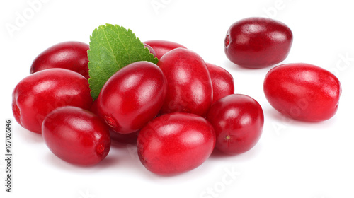 dogwood berries isolated on white background