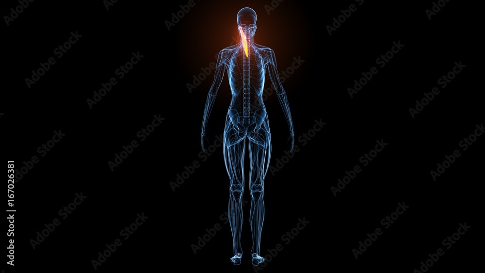 3d illustration of human body muscle anatomy(Medical muscle ) 3d illustration of human body muscle anatomy(Medical muscle )