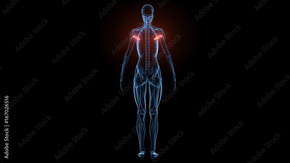 3d illustration of human body muscle anatomy(Medical muscle ) 3d illustration of human body muscle anatomy(Medical muscle )
