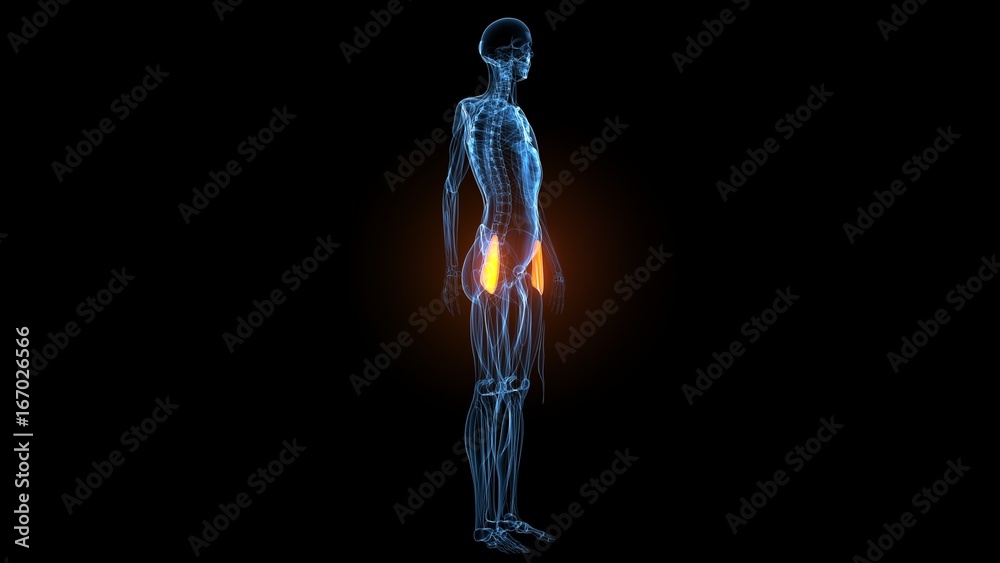 3d illustration of human body muscle anatomy(Medical muscle ) 3d illustration of human body muscle anatomy(Medical muscle )