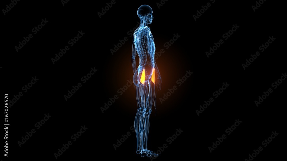 3d illustration of human body muscle anatomy(Medical muscle ) 3d illustration of human body muscle anatomy(Medical muscle )