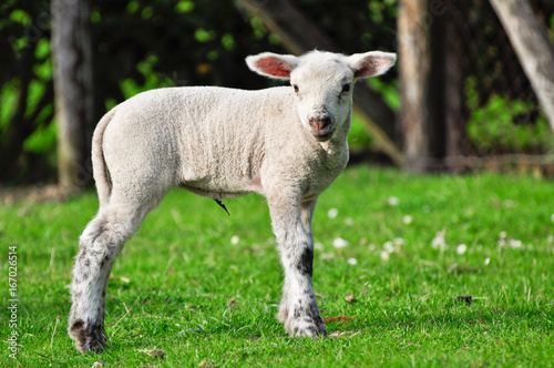 beautiful lamb © Thierry