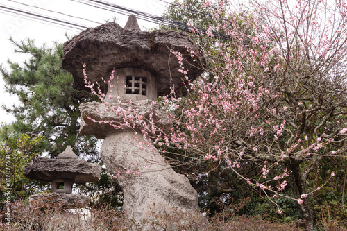 Kirschblüte, Stein-Dekoration, Garten, Japan