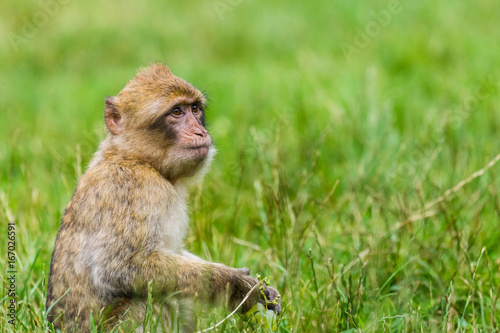 Infant Barbary macaque with a bunch of grapes
