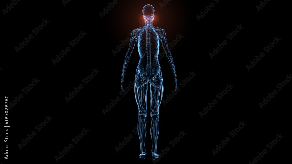 3d illustration of human body muscle anatomy(Medical muscle ) 3d illustration of human body muscle anatomy(Medical muscle )