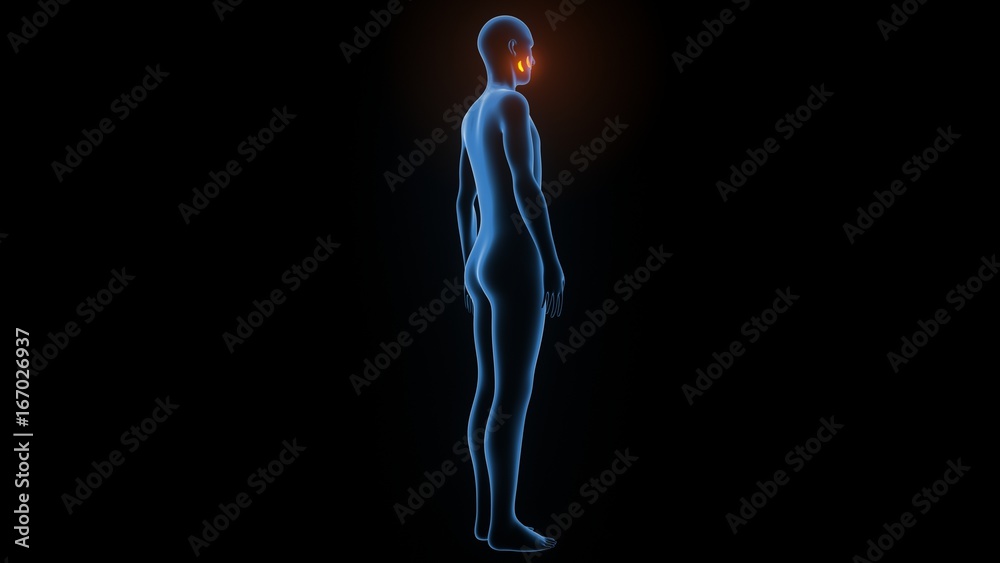 3d illustration of human body muscle anatomy(Medical muscle ) 3d illustration of human body muscle anatomy(Medical muscle )