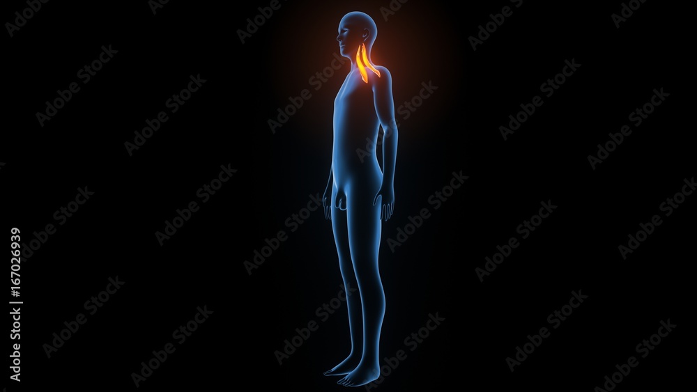 3d illustration of human body muscle anatomy(Medical muscle ) 3d illustration of human body muscle anatomy(Medical muscle )