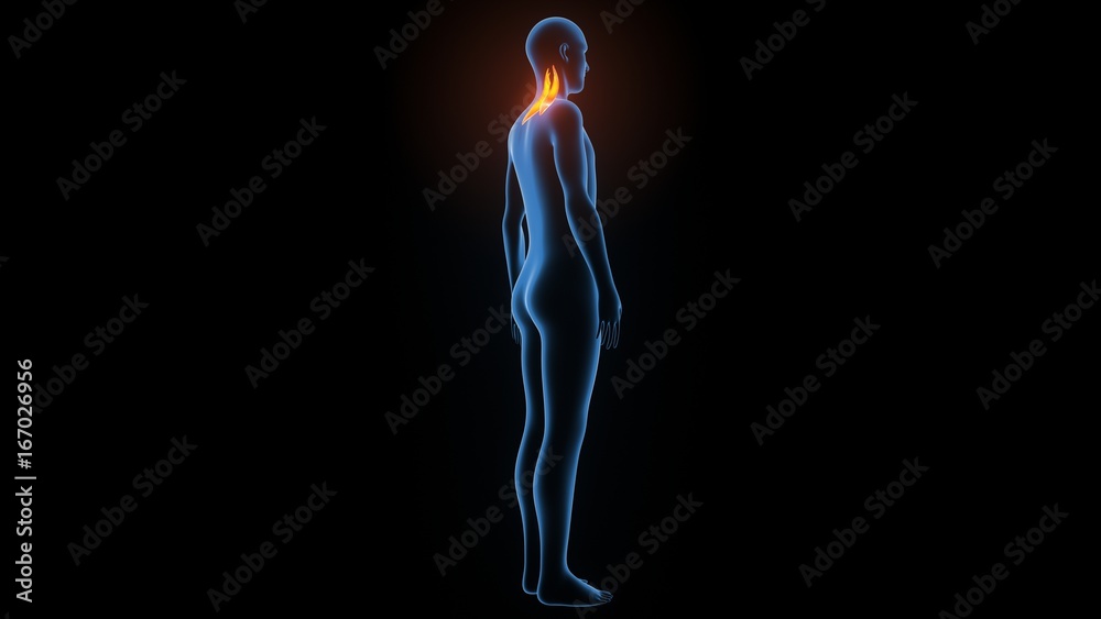 3d illustration of human body muscle anatomy(Medical muscle ) 3d illustration of human body muscle anatomy(Medical muscle )
