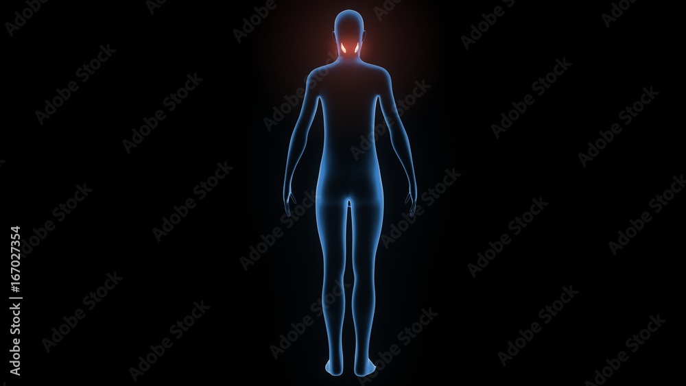 3d illustration of human body muscle anatomy(Medical muscle ) 3d illustration of human body muscle anatomy(Medical muscle )
