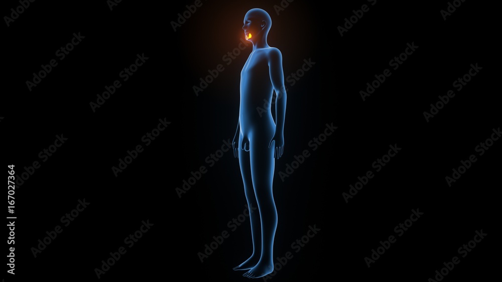 3d illustration of human body muscle anatomy(Medical muscle ) 3d illustration of human body muscle anatomy(Medical muscle )