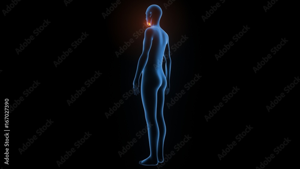 3d illustration of human body muscle anatomy(Medical muscle ) 3d illustration of human body muscle anatomy(Medical muscle )