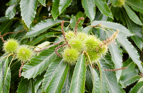 growing spiked green chestnuts conkers on tree up close with leaves