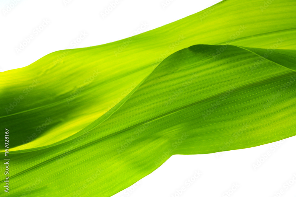 leaf background